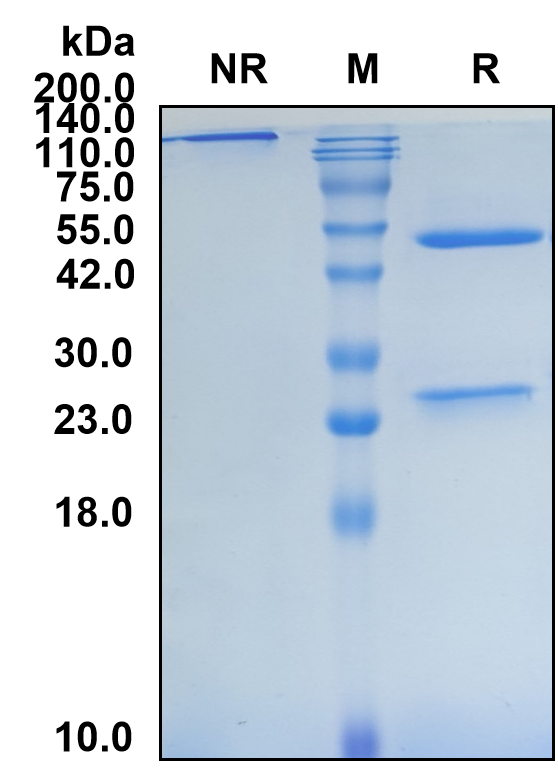 (Ofatumumab)Biosimilar Reference Antibody-GS40490