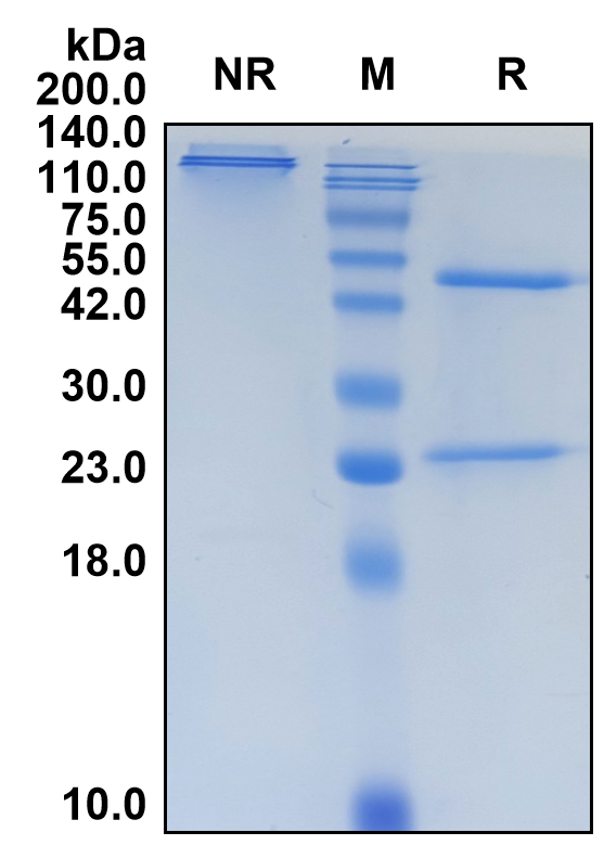 (Eblasakimab)Biosimilar Reference Antibody-GS40202