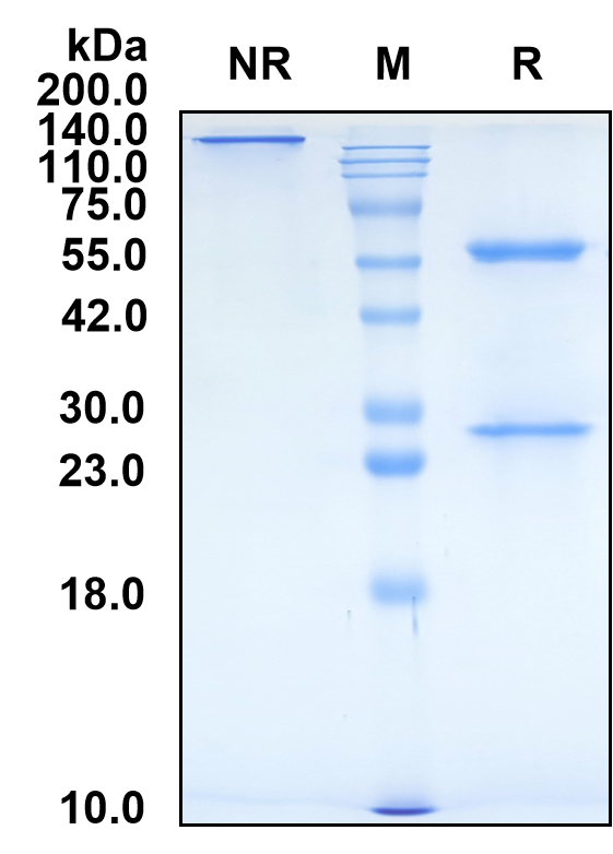 (Olaratumab)Biosimilar Reference Antibody-GS40492