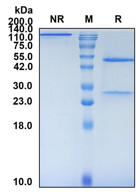 (Oleclumab)Biosimilar Reference Antibody-GS40493