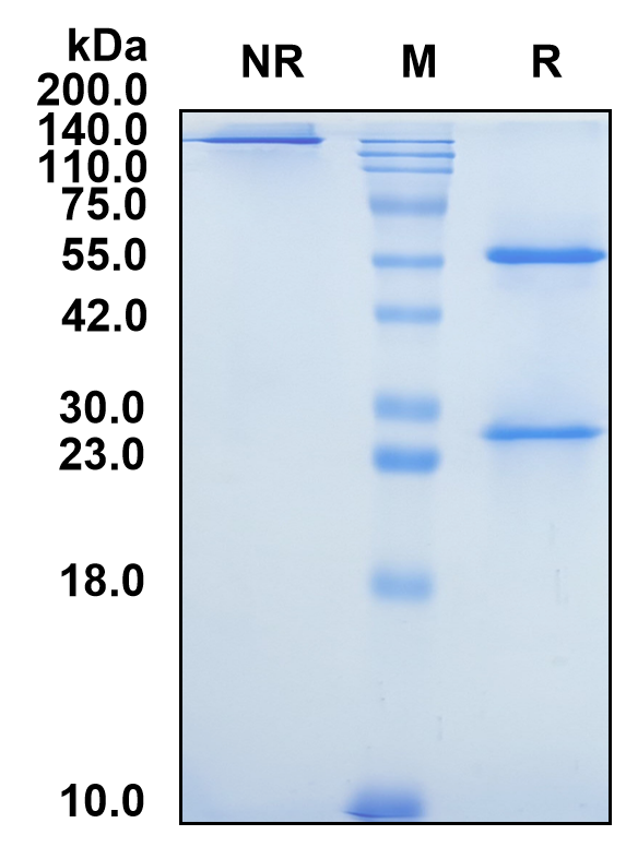(Oloctinebart)Biosimilar Reference Antibody-GS40496