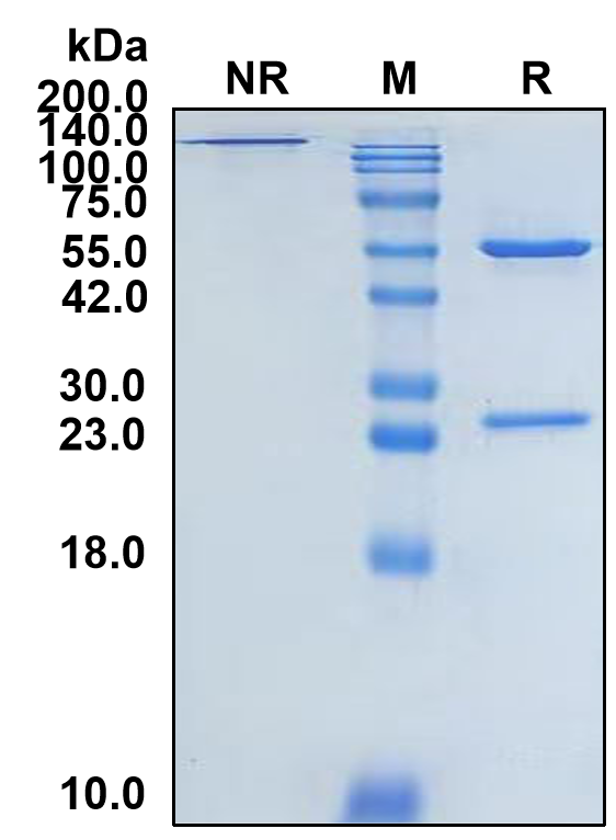 (Carotuximab)Biosimilar Reference Antibody-GS40120