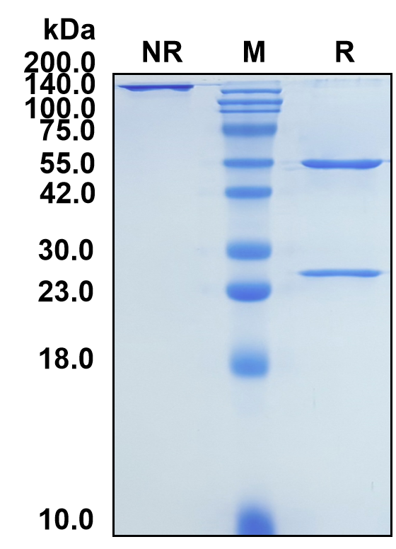 (Bezlotoxumab)Biosimilar Reference Antibody-GS40085