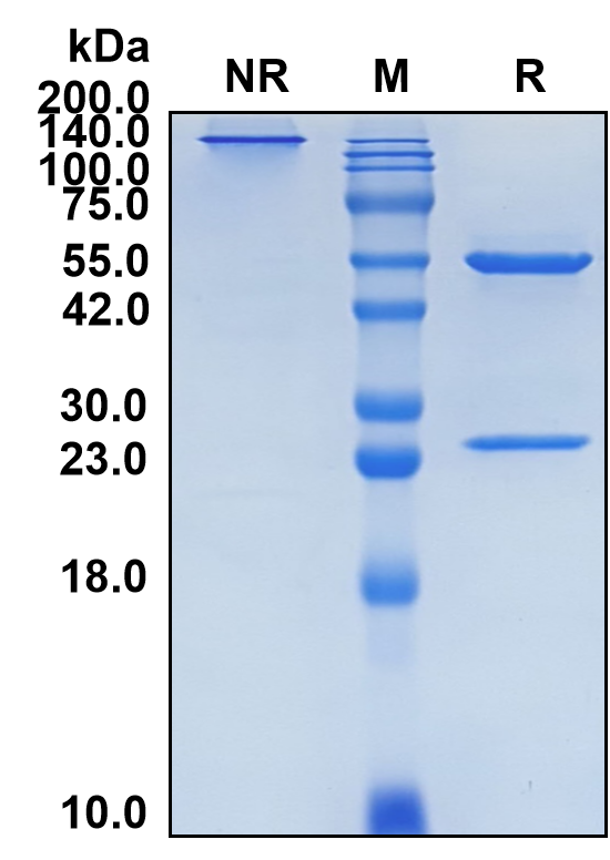 (Bimagrumab)Biosimilar Reference Antibody-GS40087