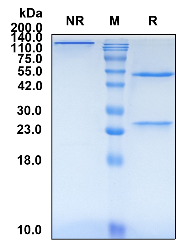 (Ontuxizumab)Biosimilar Reference Antibody-GS40506