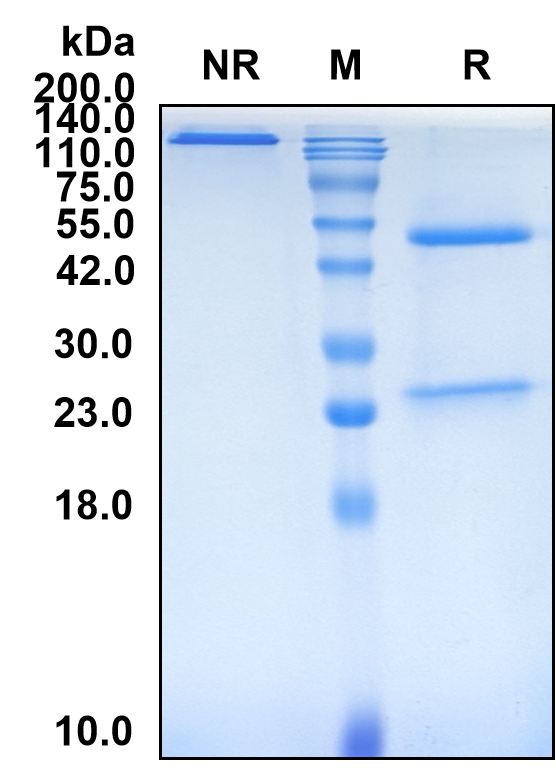 (Onvatilimab)Biosimilar Reference Antibody-GS40507