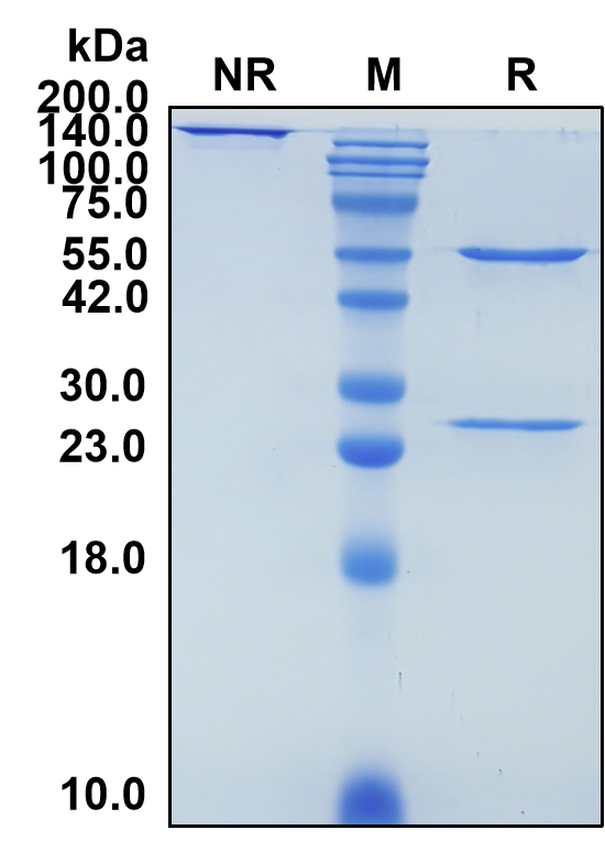 (Bimekizumab)Biosimilar Reference Antibody-GS40088
