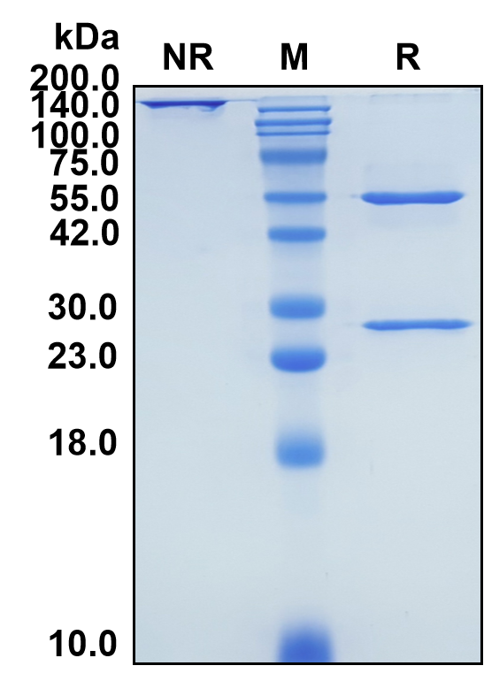 (Birtamimab)Biosimilar Reference Antibody-GS40090