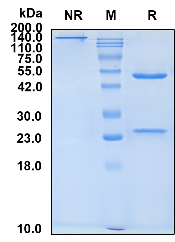 (Bleselumab)Biosimilar Reference Antibody-GS40091