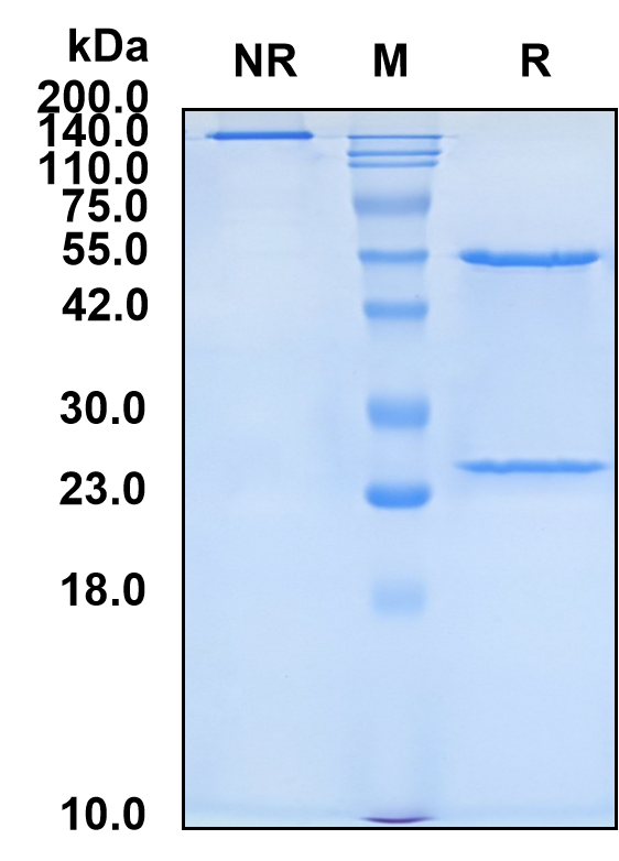 (Blosozumab)Biosimilar Reference Antibody-GS40093
