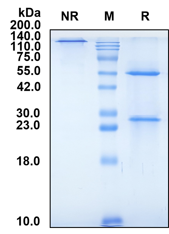 (Orilanolimab)Biosimilar Reference Antibody-GS40513