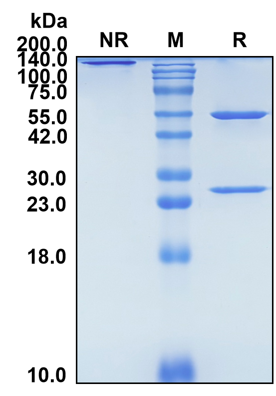 (Botensilimab)Biosimilar Reference Antibody-GS40096