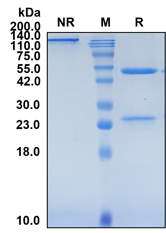 (Oxelumab)Biosimilar Reference Antibody-GS40521
