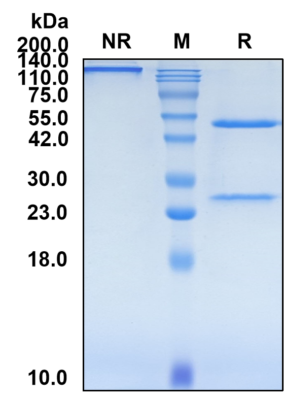 (Ozanezumab)Biosimilar Reference Antibody-GS40522