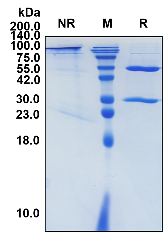 (Brentuximab)Biosimilar Reference Antibody-GS40100