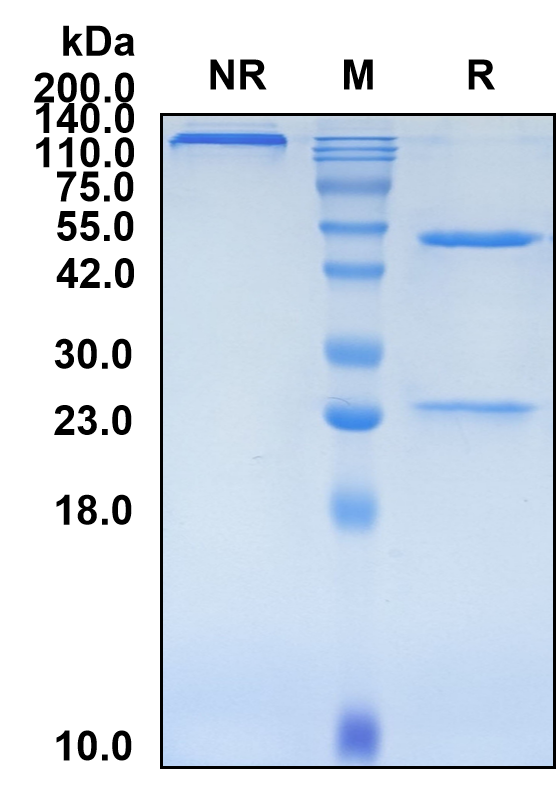 (Ozuriftamab)Biosimilar Reference Antibody-GS40524