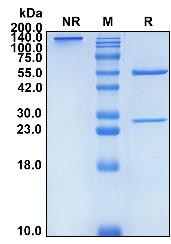 (Briakinumab)Biosimilar Reference Antibody-GS40101