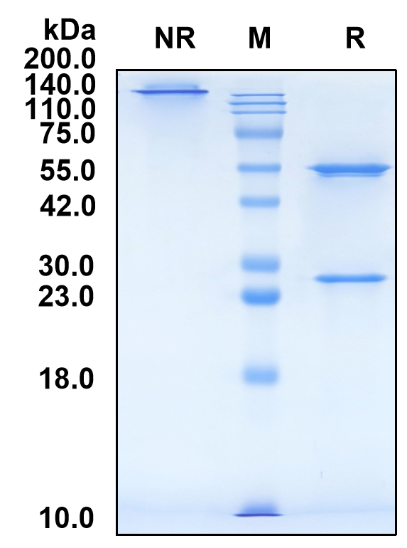(Pacmilimab)Biosimilar Reference Antibody-GS40526