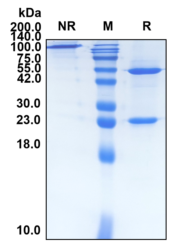 (Brodalumab)Biosimilar Reference Antibody-GS40103