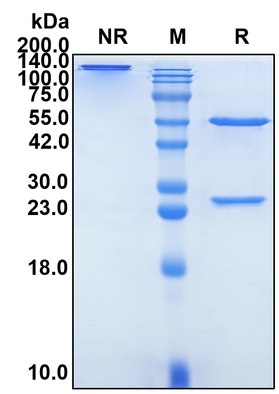 (Budigalimab)Biosimilar Reference Antibody-GS40106