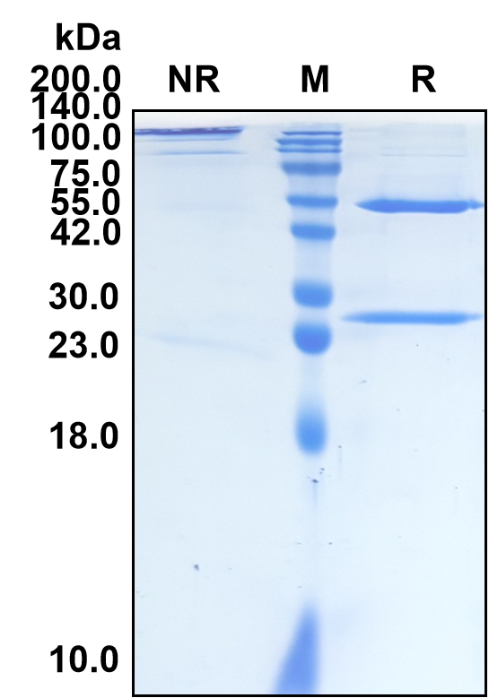 (Patritumab)Biosimilar Reference Antibody-GS40535