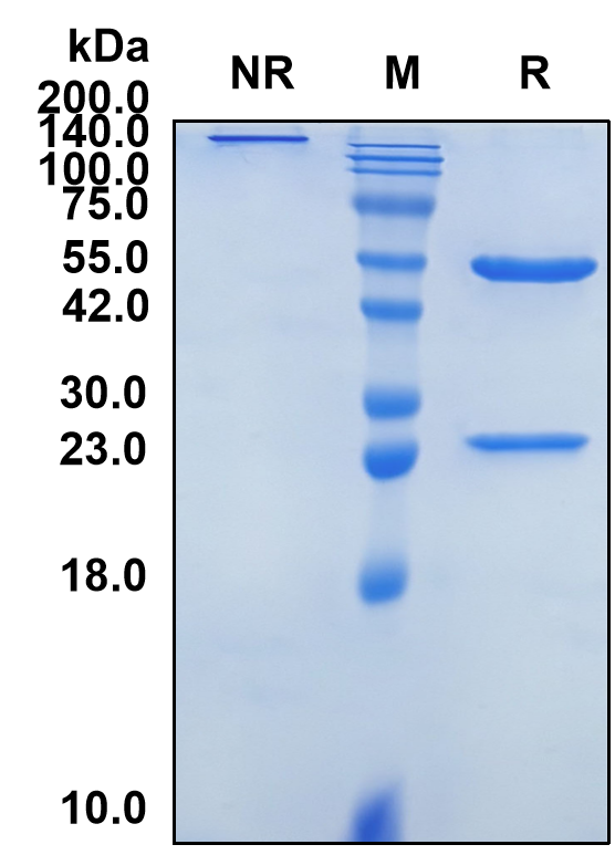 (Burosumab)Biosimilar Reference Antibody-GS40109