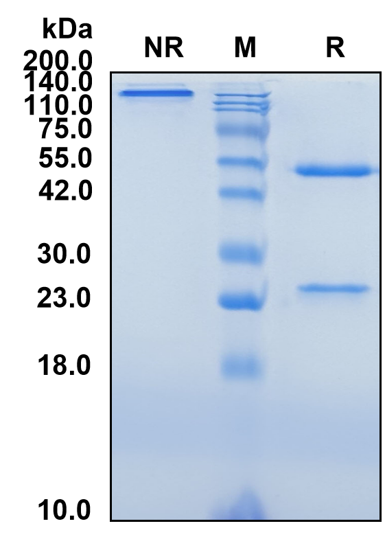 (Pelgifatamab)Biosimilar Reference Antibody-GS40536