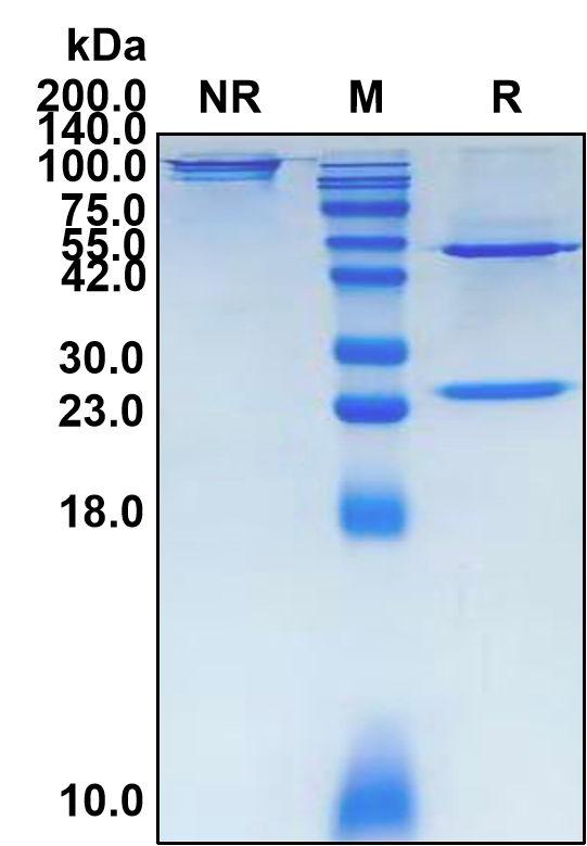 (Cabiralizumab)Biosimilar Reference Antibody-GS40110