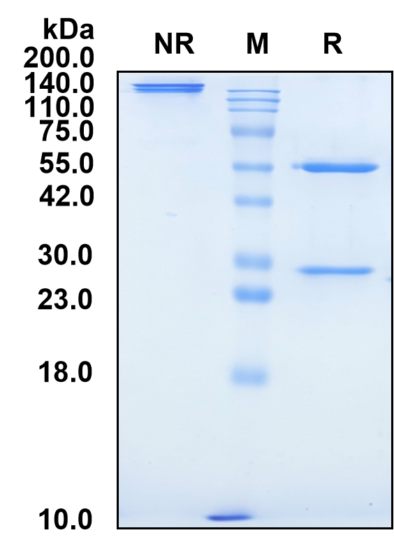 (Pepinemab)Biosimilar Reference Antibody-GS40540