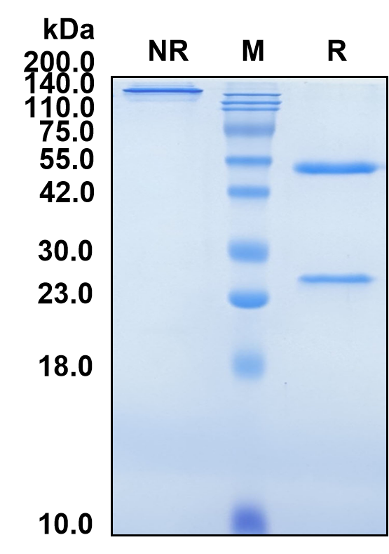 (Perakizumab)Biosimilar Reference Antibody-GS40541