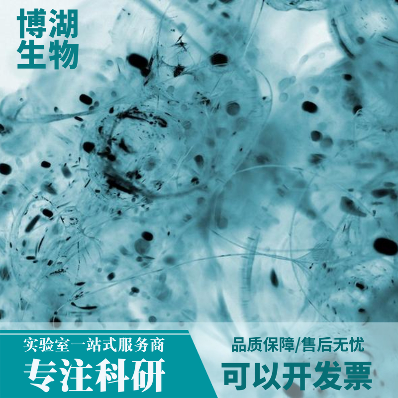 人支气管平滑肌细胞