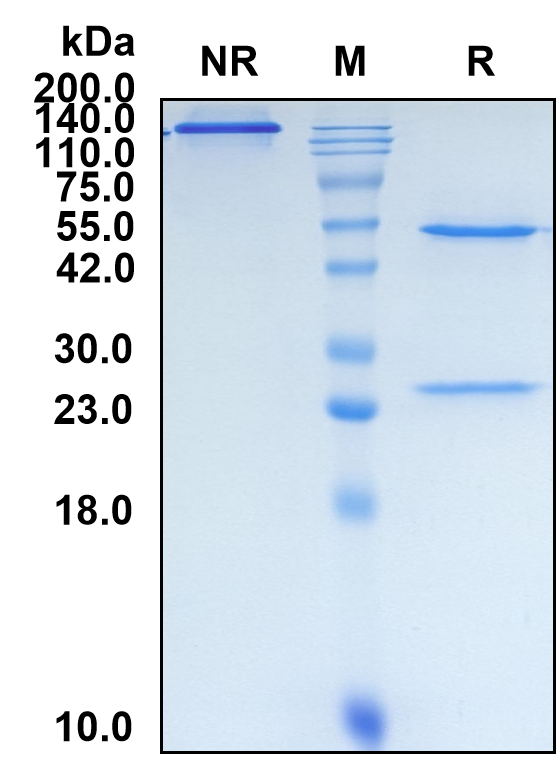 (Camrelizumab)Biosimilar Reference Antibody-GS40114