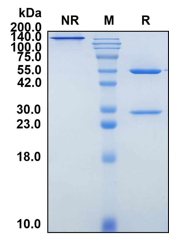 (Canakinumab)Biosimilar Reference Antibody-GS40115