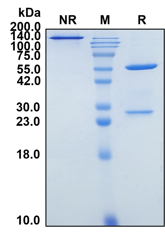 (Carlumab)Biosimilar Reference Antibody-GS40119