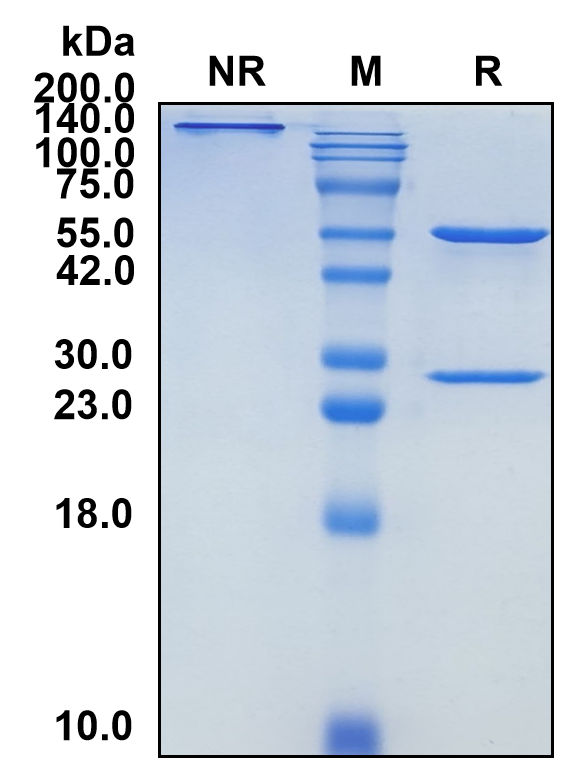 (Coltuximab)Biosimilar Reference Antibody-GS40144