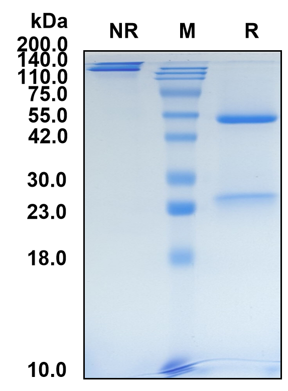 (Pertuzumab)Biosimilar Reference Antibody-GS40544