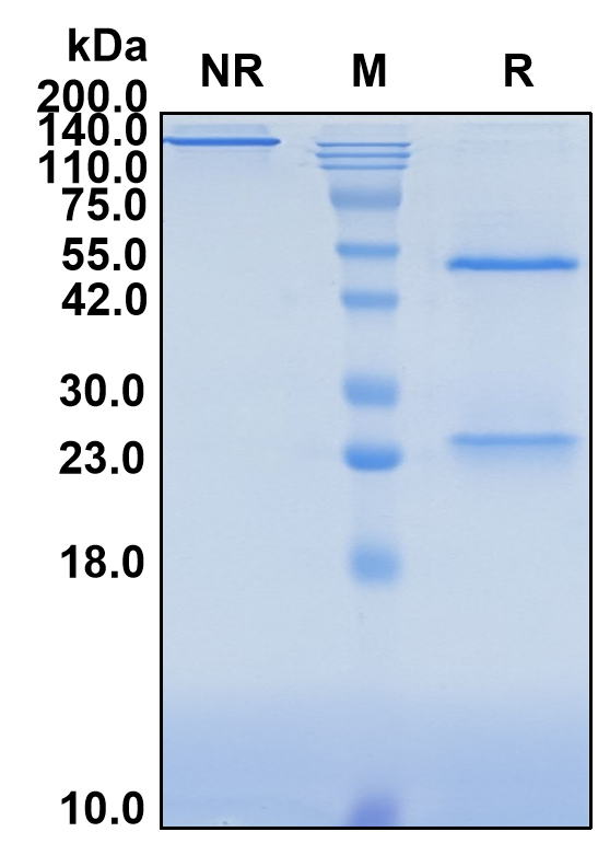 (Cemiplimab)Biosimilar Reference Antibody-GS40123