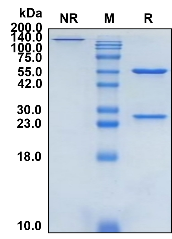 (Cendakimab)Biosimilar Reference Antibody-GS40124
