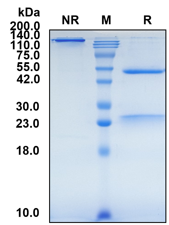 (Pidilizumab)Biosimilar Reference Antibody-GS40547