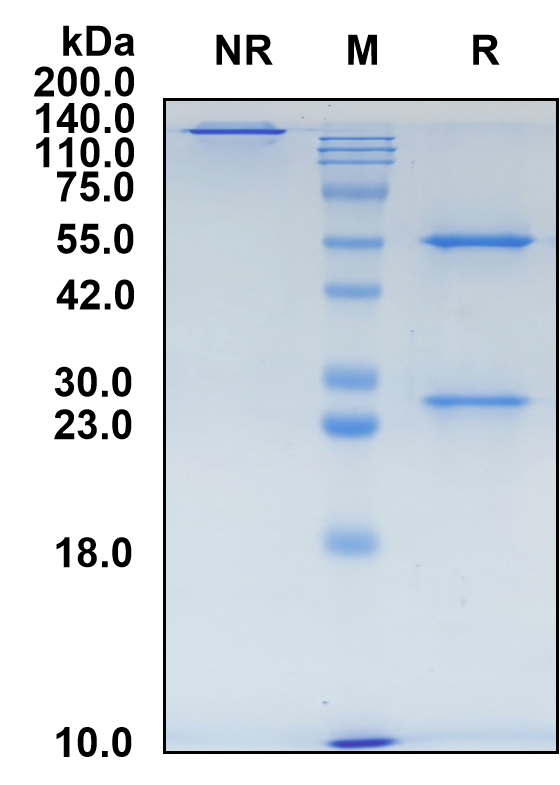 (Pimivalimab)Biosimilar Reference Antibody-GS40548