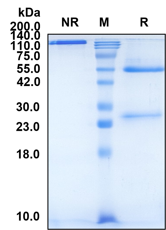 (Pivekimab)Biosimilar Reference Antibody-GS40551
