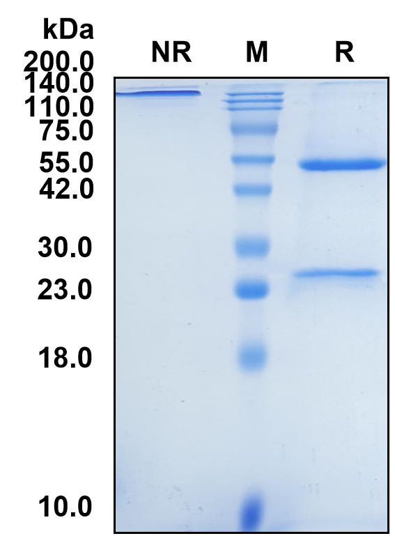 (Plonmarlimab)Biosimilar Reference Antibody-GS40553