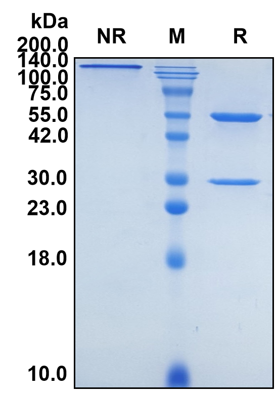 (Cinpanemab)Biosimilar Reference Antibody-GS40132