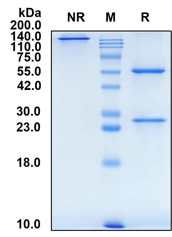 (Polzastobart)Biosimilar Reference Antibody-GS40556