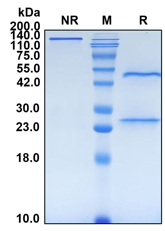 (Ponezumab)Biosimilar Reference Antibody-GS40557