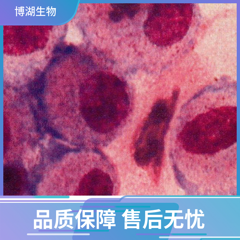 大鼠肠粘膜上皮细胞