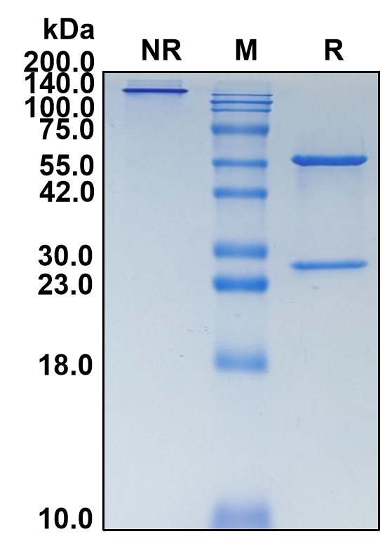 (Cixutumumab)Biosimilar Reference Antibody-GS40136