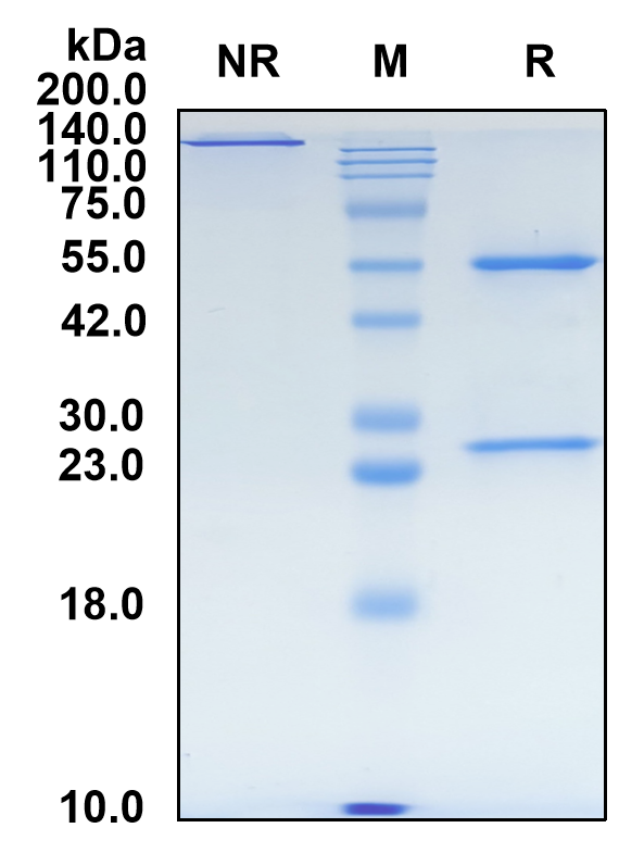 (Pozelimab)Biosimilar Reference Antibody-GS40561