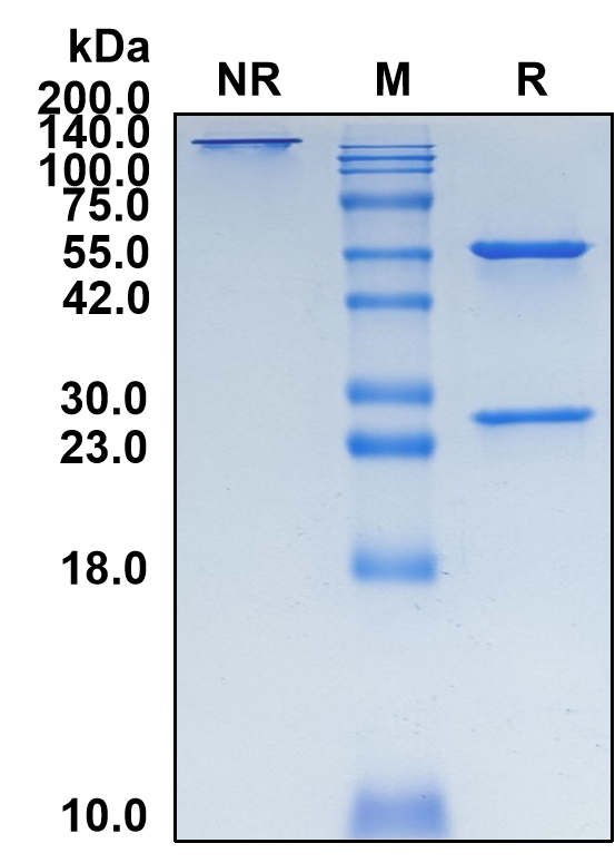 (Clazakizumab)Biosimilar Reference Antibody-GS40137