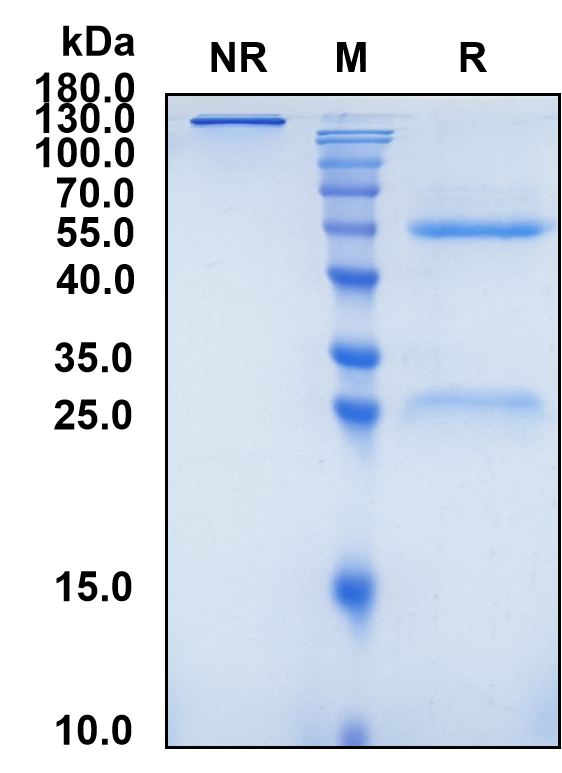 (Porgaviximab)Biosimilar Reference Antibody-GS40563